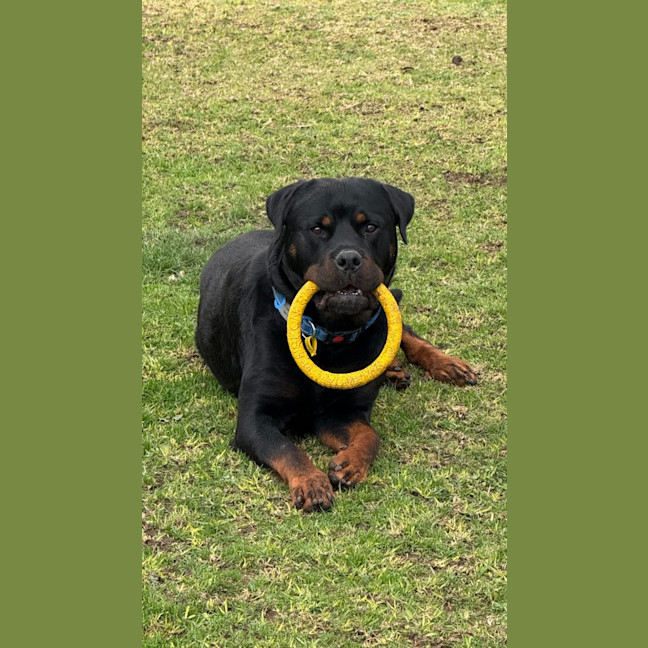 Photo of Duke