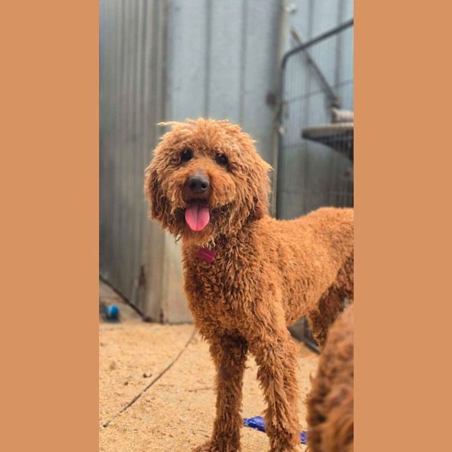 Photo of Clifford