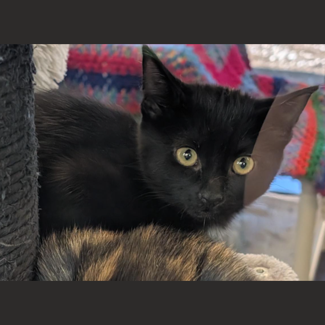 Photo of Dark Magician Girl