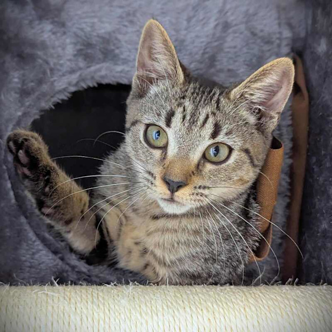 Photo of Azula