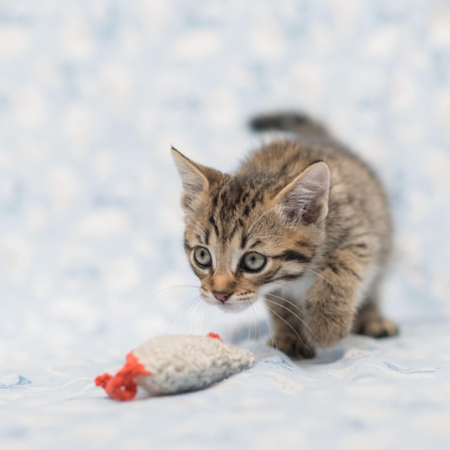 Photo of Jimmy Choo **2nd Chance Cat Rescue**