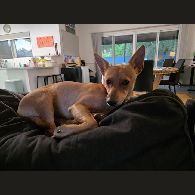 Photo of Pippa