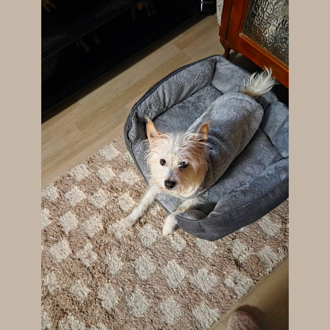 Photo of Toto