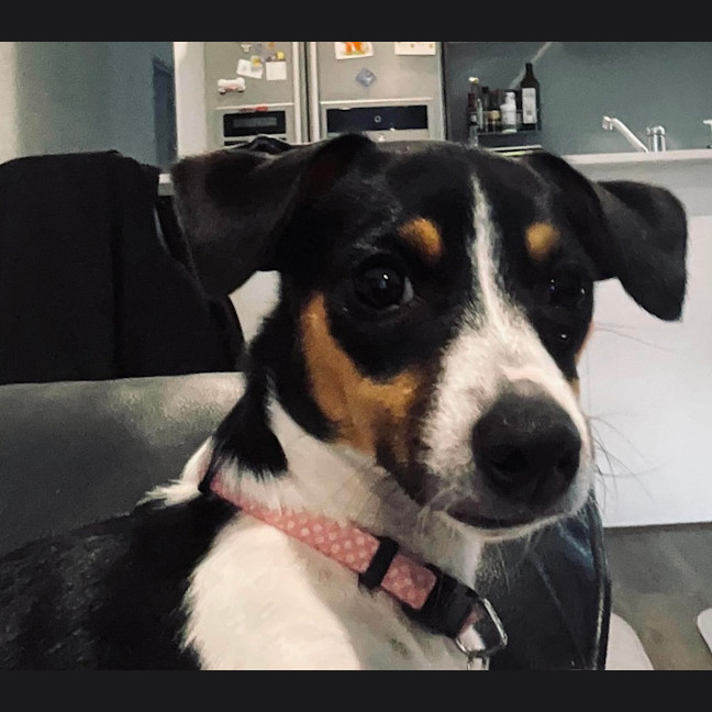 Photo of Skye
