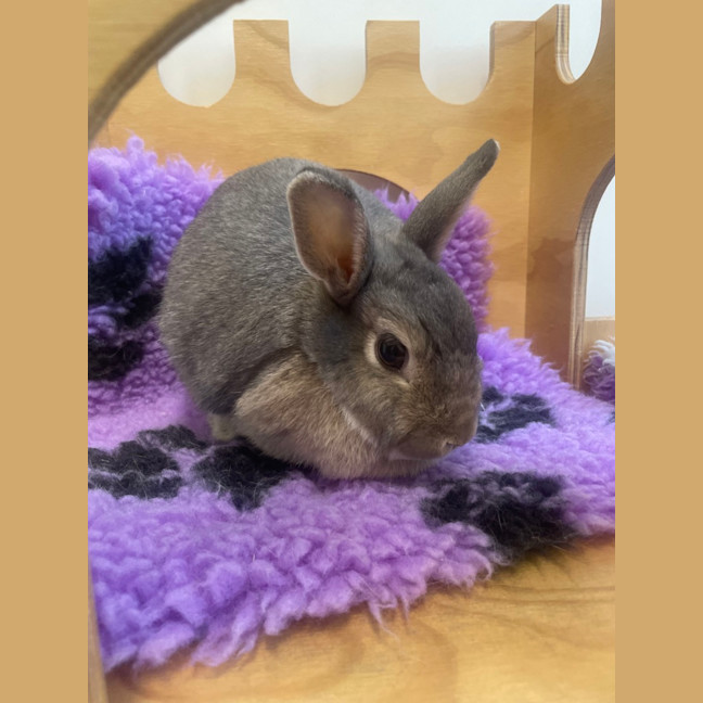 Photo of Maple (Bonded To Coffee Scroll)