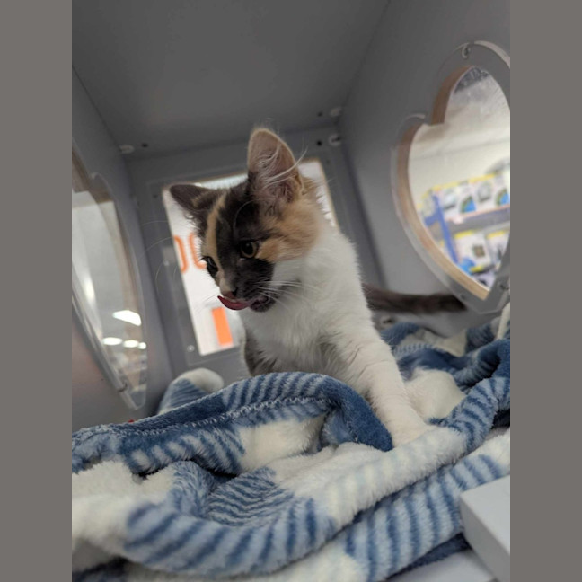 Photo of Betty Rubble 