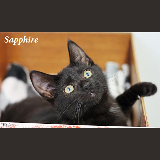 Photo of Sapphire   Petstock Invermay
