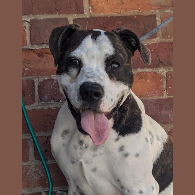 Photo of Patch