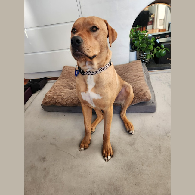 Photo of Boof   1 Year Old Mastiff X Labrador