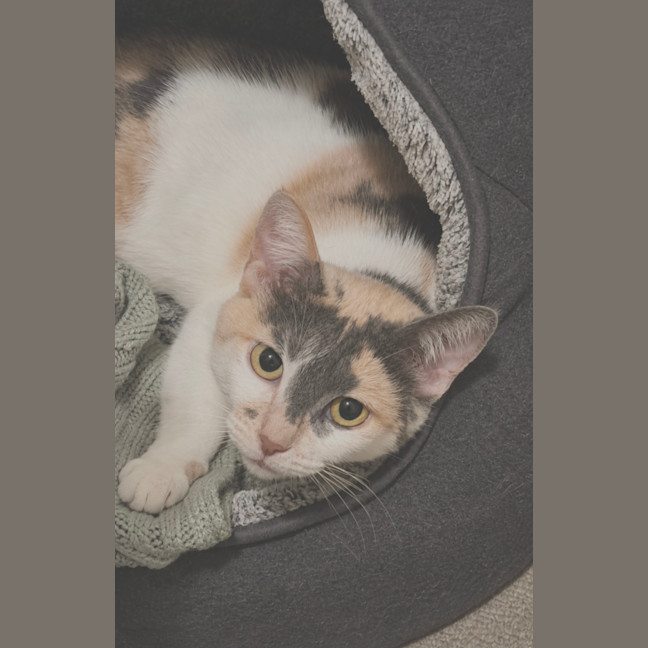 Photo of Lily 