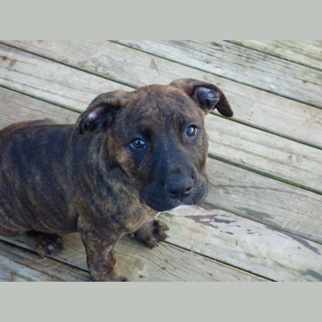 Photo of Charlie/Hank 