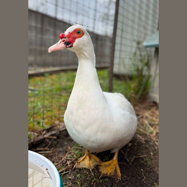 Photo of Duckleberry Finn