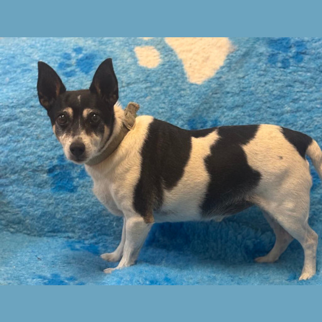 Photo of Cookie And Buster