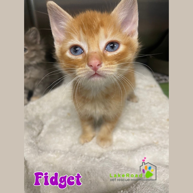 Photo of Fidget