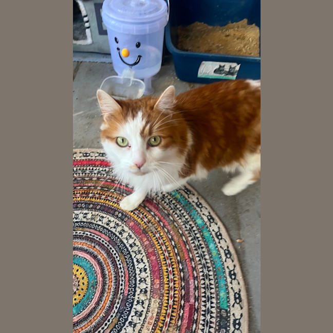 Photo of Buddy
