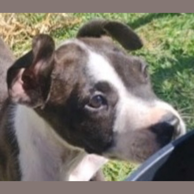 Photo of Lexie 🎯Adorable Staffy Puppy