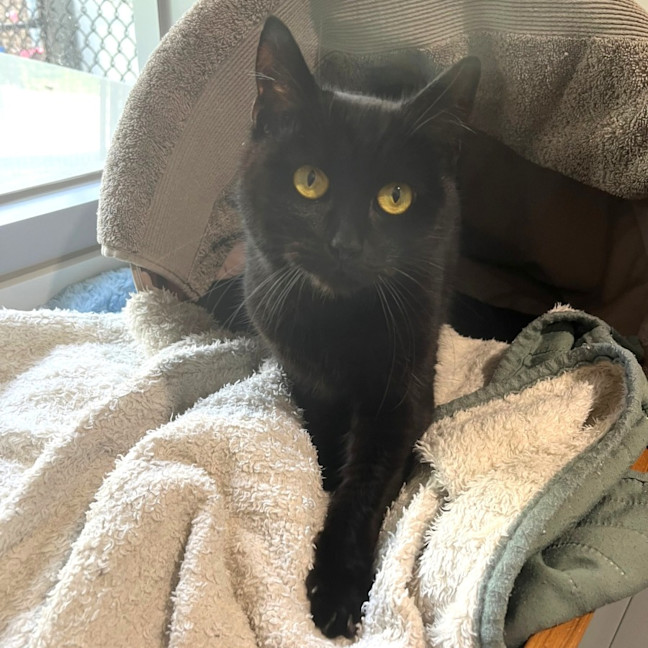 Photo of Minerva