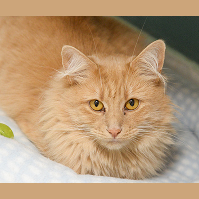 Photo of Mango
