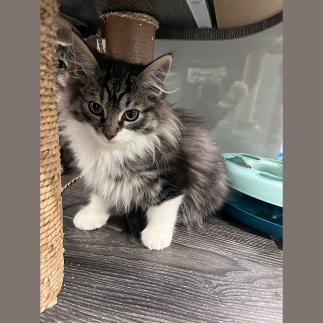 Photo of Maddox
