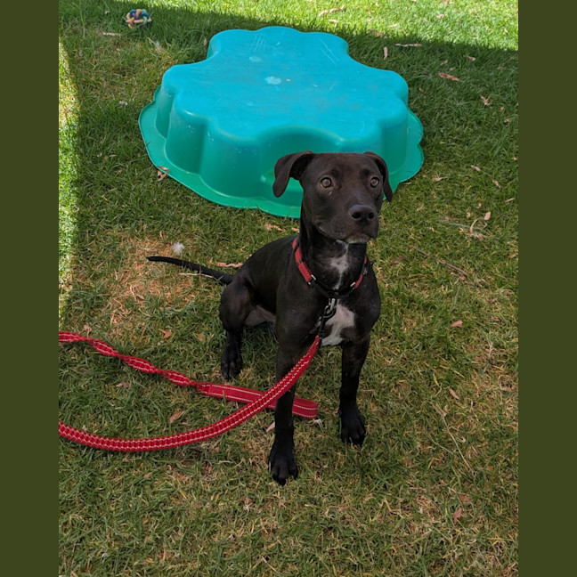 Photo of Louie