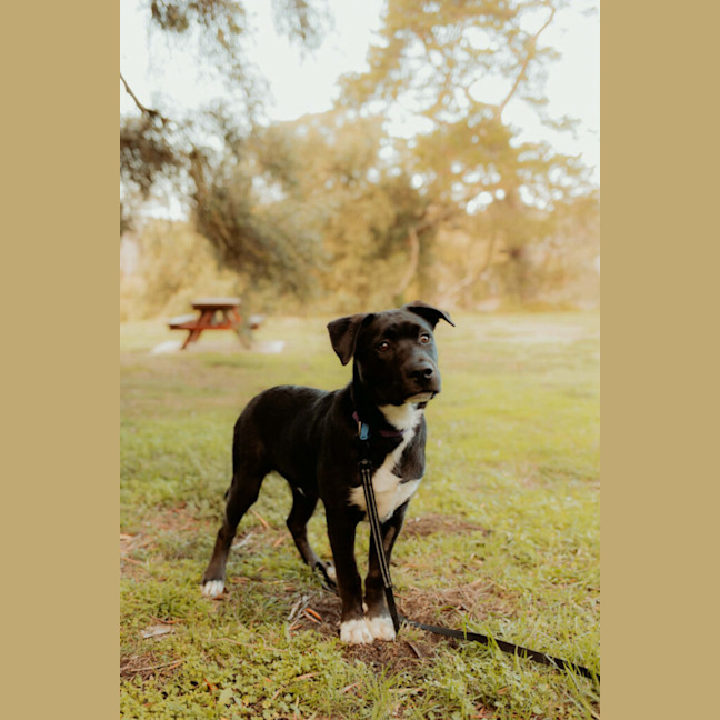 Photo of Shadow