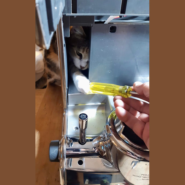 Photo of Marshmallow