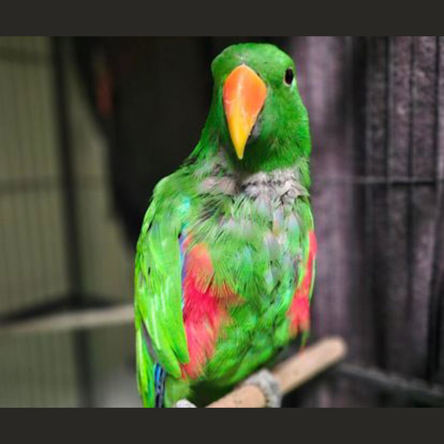 Photo of Captain Capsicum