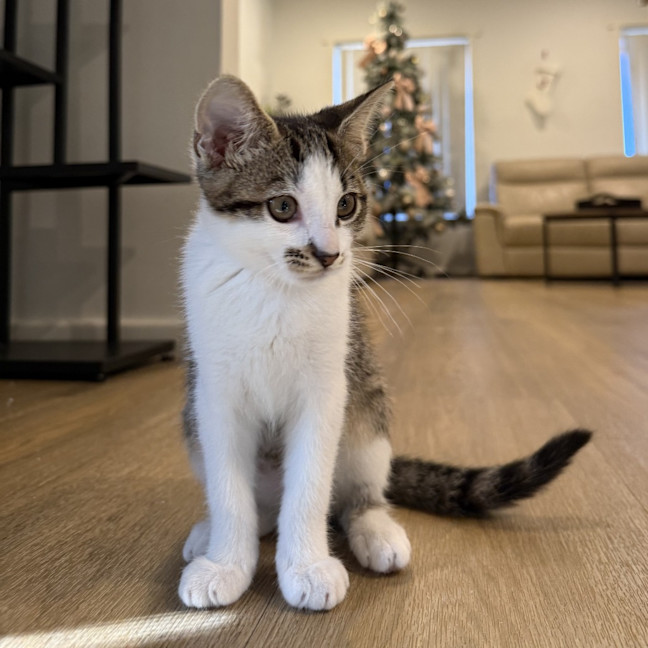 Photo of Toby
