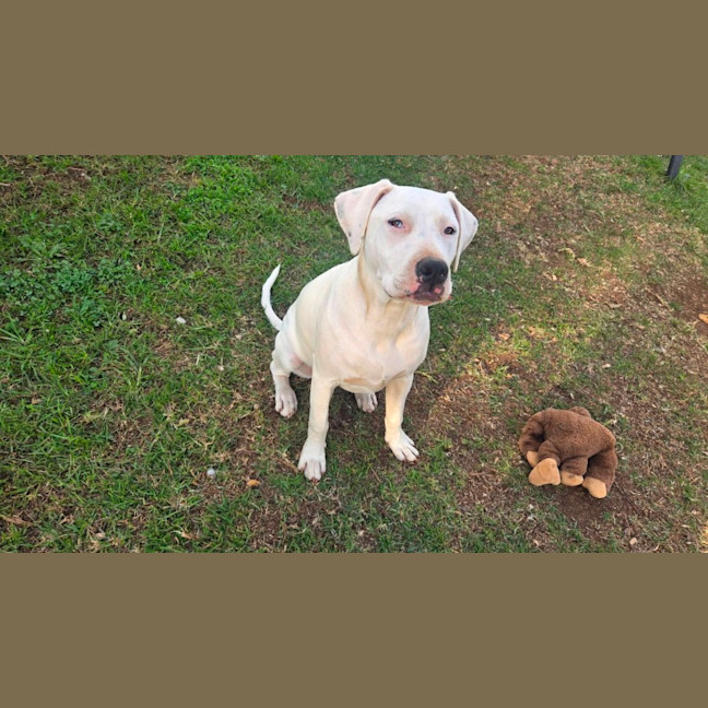 Photo of Snowball