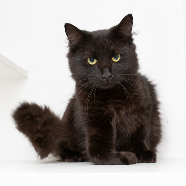 Photo of Salem