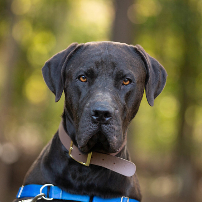 Photo of Jett