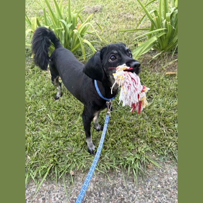 Photo of Sootie