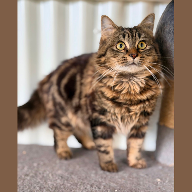 Photo of Ollie