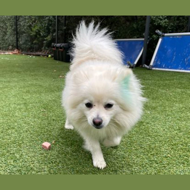 Photo of Snowy