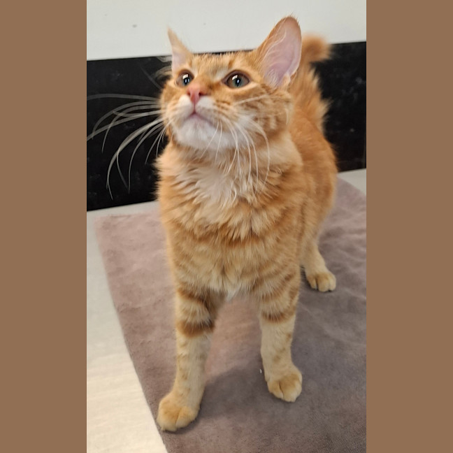 Photo of Garfield
