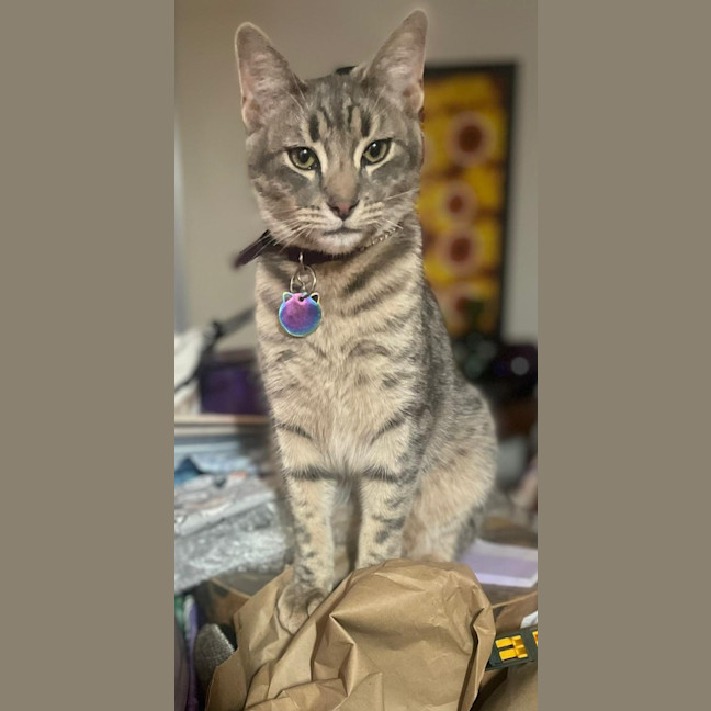 Photo of Zoodle Now Ripley