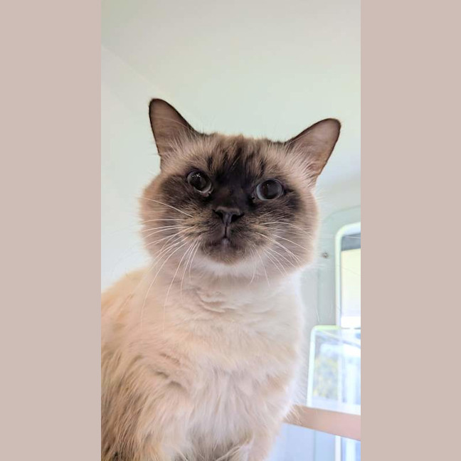 Photo of Beans Von Whiskers