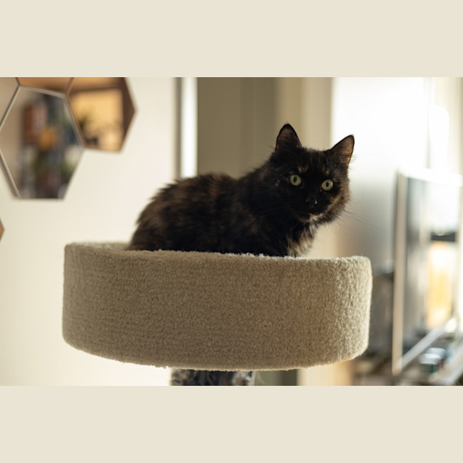 Photo of Princess