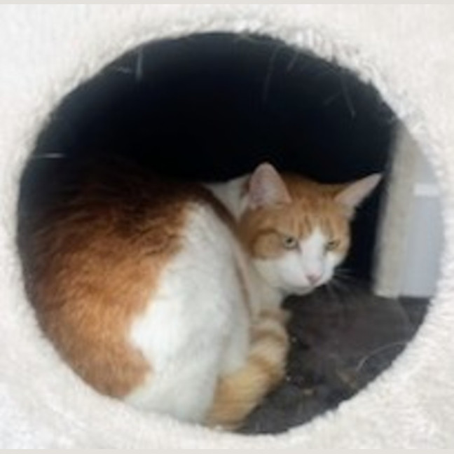 Photo of Peaches