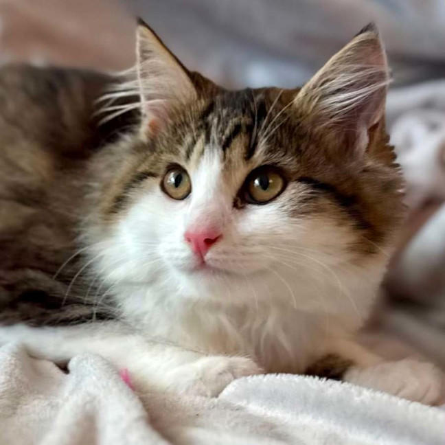 Photo of Sabrina   In Foster Care In Templestowe