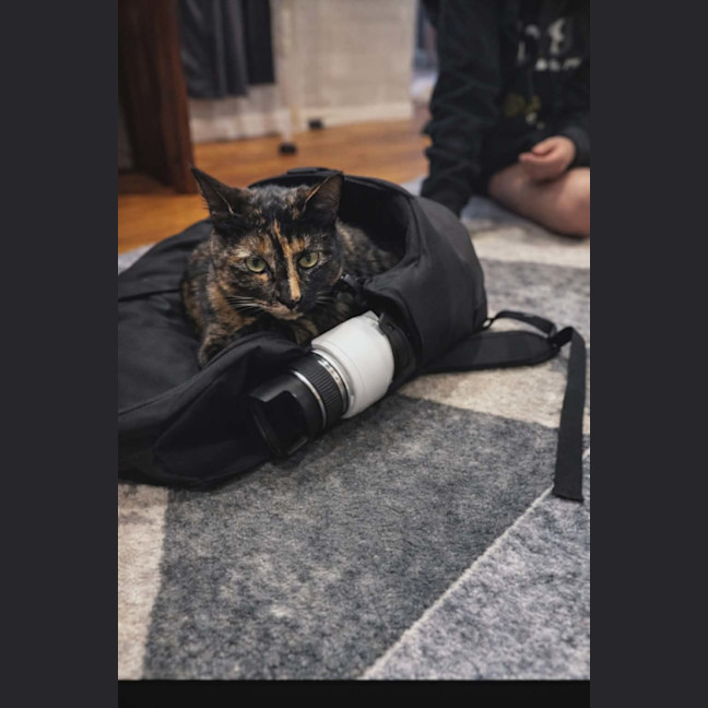 Photo of Meowlette* 9 Lives Project Rescue*