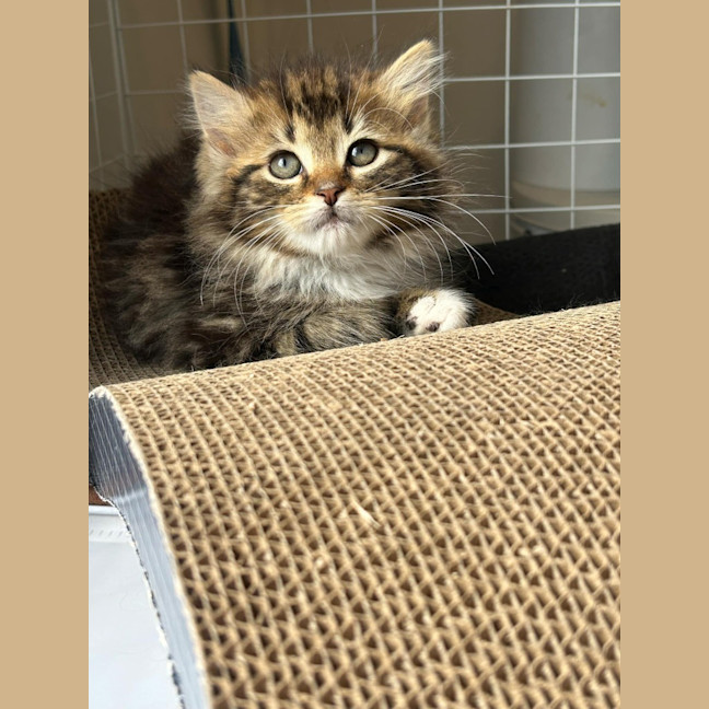 Photo of Lily