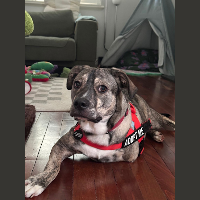 Photo of Pixel