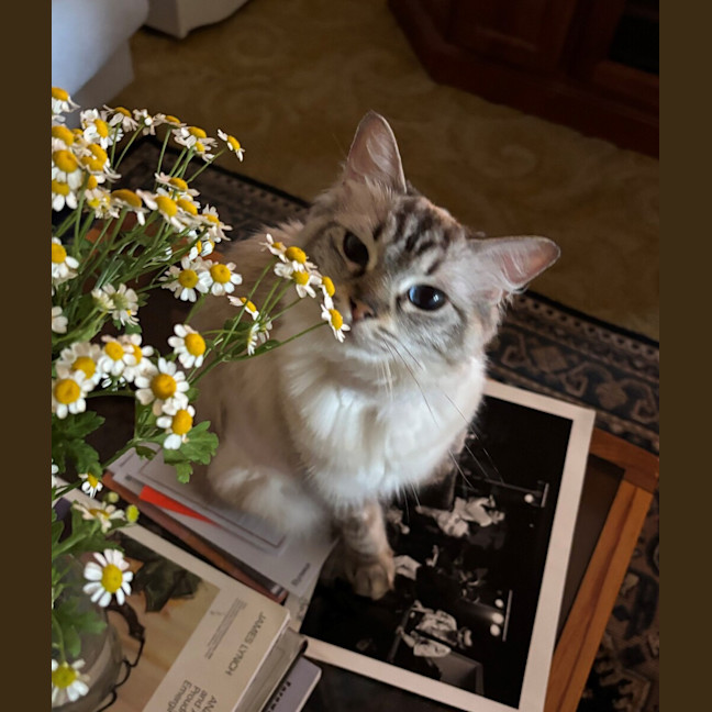 Photo of Mina