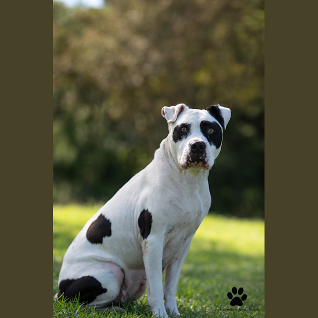 Photo of Stella