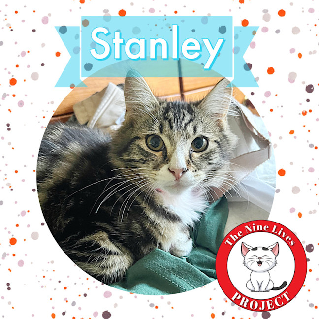 Photo of Stanley *9 Lives Project Rescue*