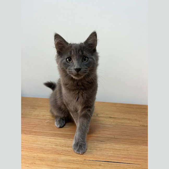 Photo of Wolfie