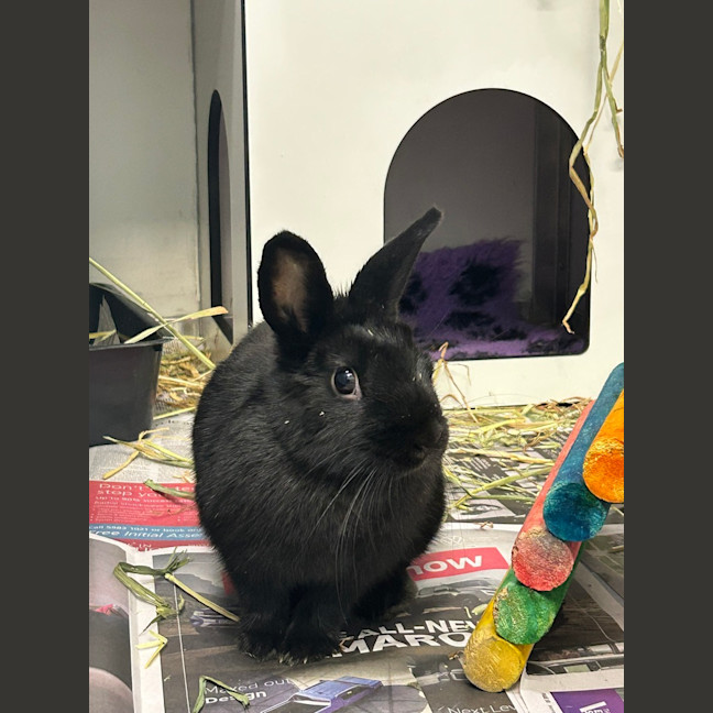 Photo of Rosie