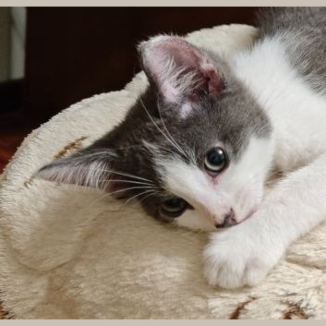 Photo of Toby
