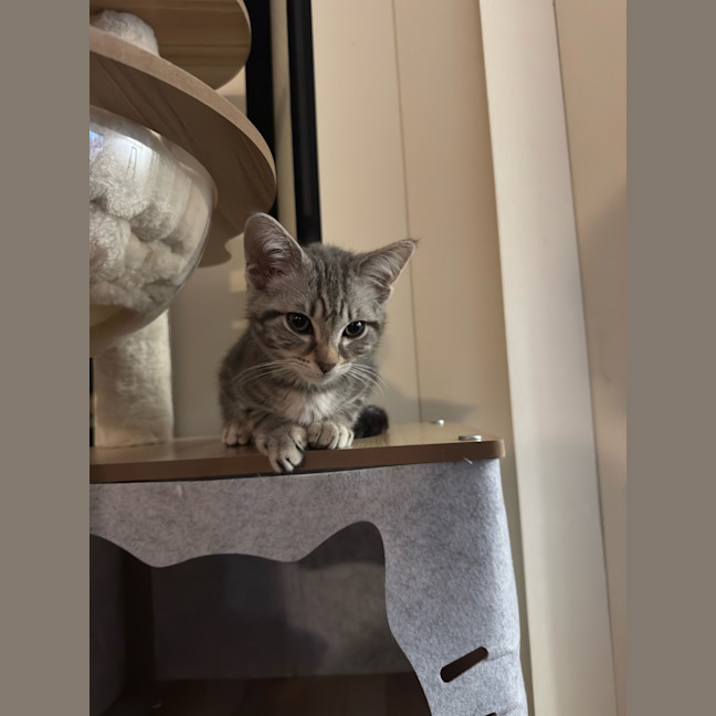 Photo of Stealth